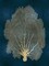 Sea Fan Gold on Teal II Poster Print by Melonie Miller # MMR116762